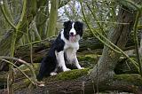 BORDER COLLIE 1483